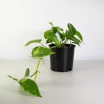 Golden-Pothos