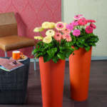 gerbera daiseis