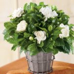 growing-gardenia-in-pots