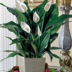 peace-lily