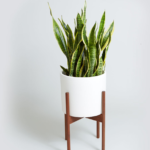 snake plant
