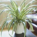 spider plant