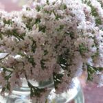 valerian