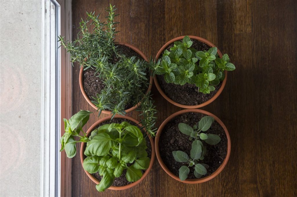 Different plants