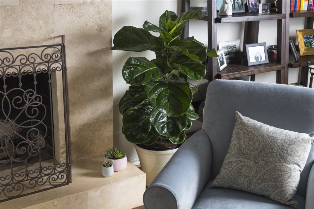 indoor plants