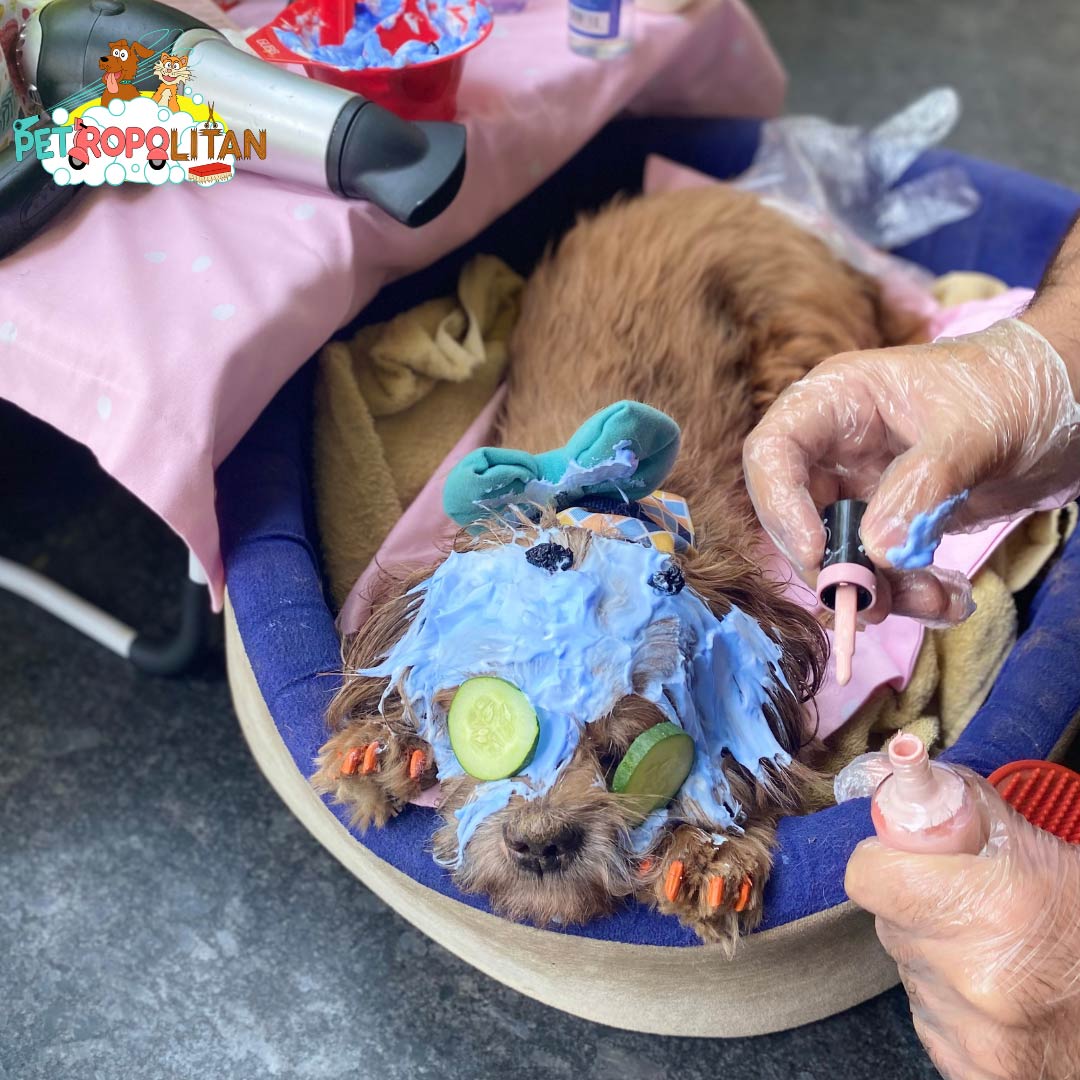 From Woofs to Wellness, Celebrate International Dog Day at these Dog Spas-Image 2