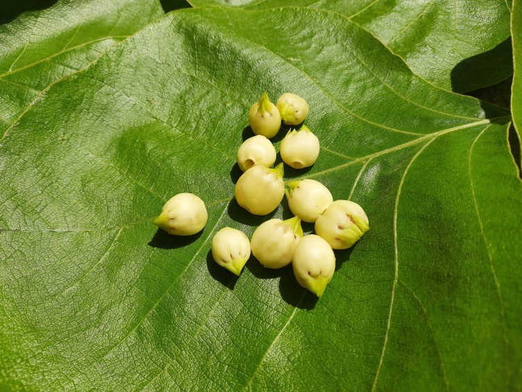 Mahua: India's Forgotten Flower is Blooming with Health Benefits