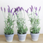 lavender plant @GlobalSpa