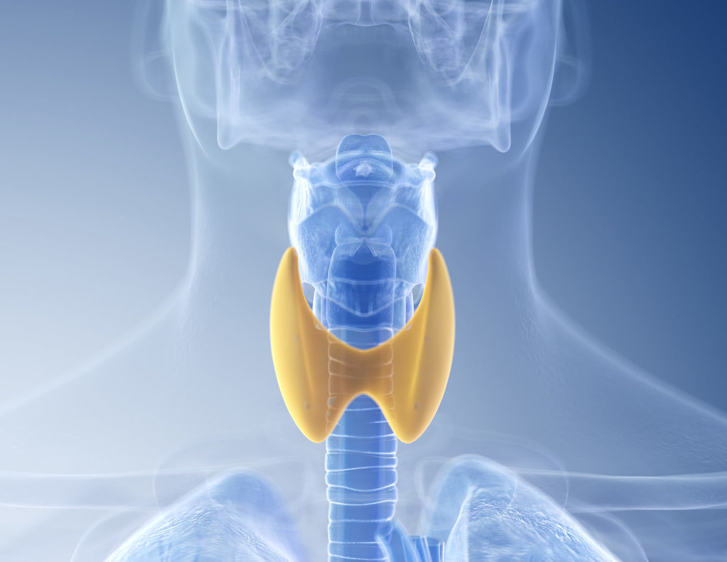 medically accurate illustration of the thyroid