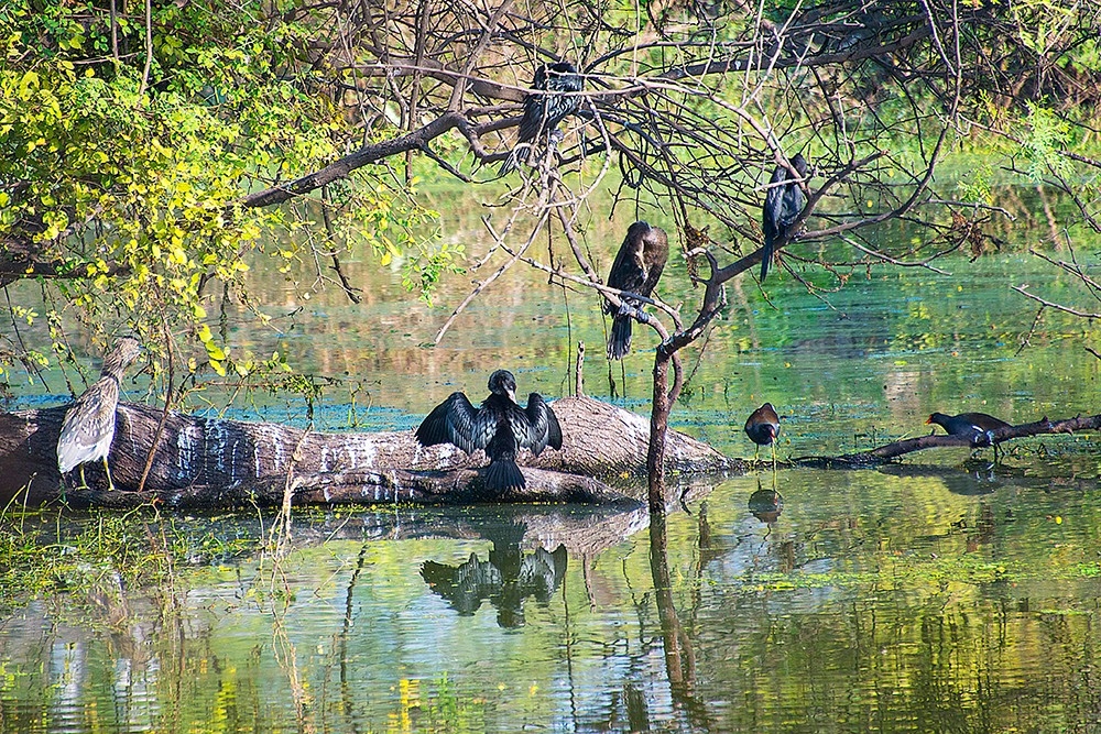 Keoladeo Ghana National Park Loop Trail, Rajasthan, India - Map, Guide |  AllTrails