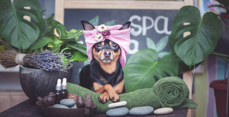 From Woofs to Wellness, Celebrate International Dog Day at these Dog Spas-Cover Image