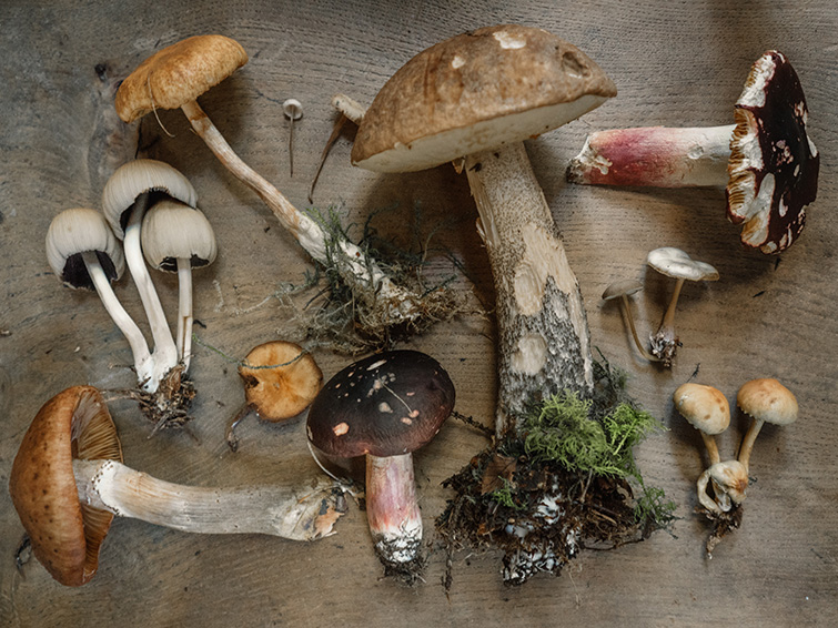 Unveiling the Secret Powers of Mushrooms The Worldwide Wellness Revolution-Cover Image