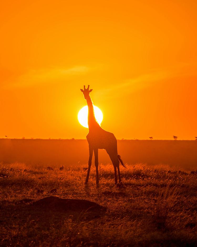 Masai Mara The Ultimate Luxury Glamping Destination-Cover Image