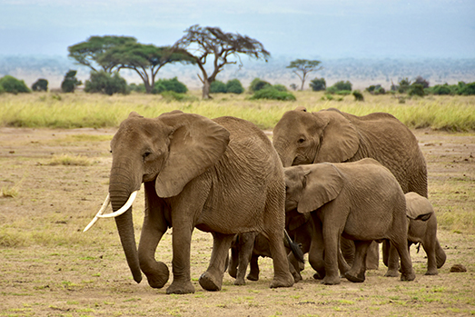 Masai Mara The Ultimate Luxury Glamping Destination-Image 5