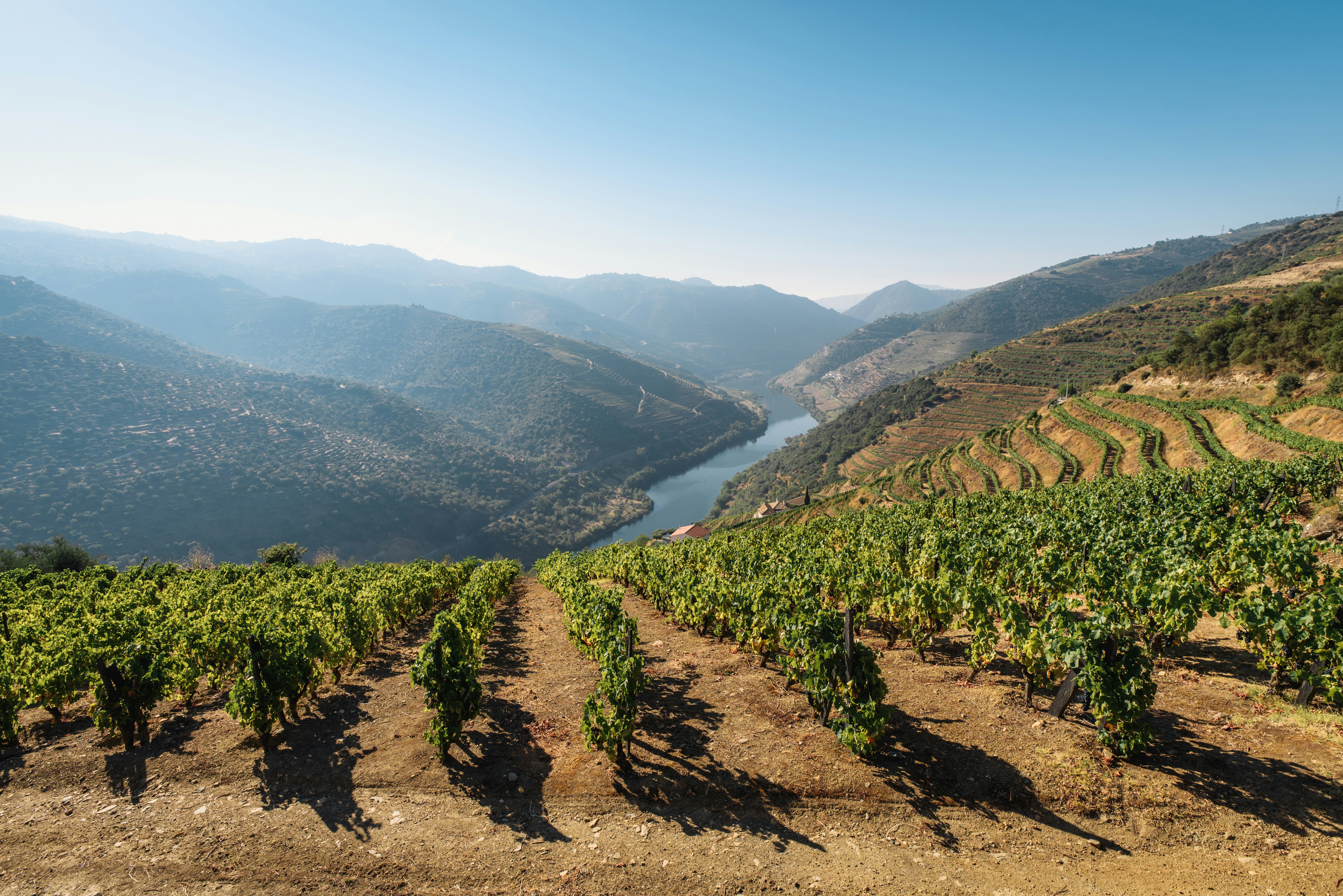 On International Wine Day, Discover the World’s Top 7 Wine Regions-Image 5